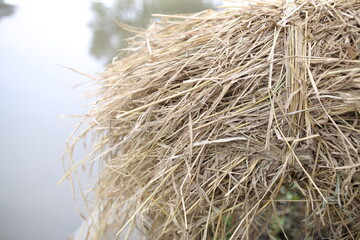 straw summer background. haystack straw prepared for farm.
