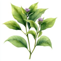 A realistic watercolor illustration of a Tulsi plant with vibrant green leaves, delicate purple flowers, and a subtly sweet aroma