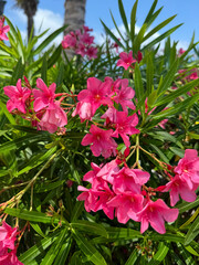 Fototapeta premium pink flowers in the garden