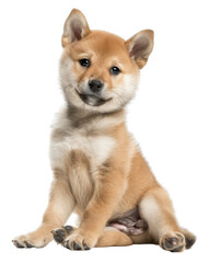 Obraz premium Adorable Shiba Inu Puppy Sitting isolated on a transparent background