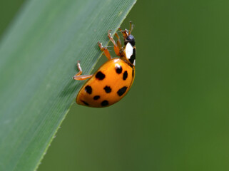 ladybug on leaf