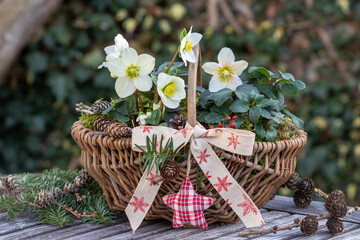 Christrosen (Helleborus niger) im Korb als rustikale Gartendekoration im Winter	
