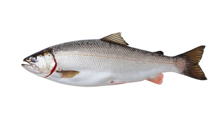 Fototapeta premium fresh fish on white background