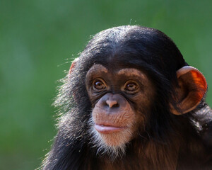 Close up portrait of a baby chimpanzee making a funny face