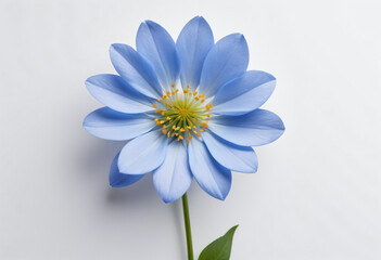 Obraz premium Blue spring wildflower isolated on white background, greeting card mockup, spring theme
