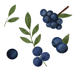 Watercolor set with blueberries on branch. hand drawn watercolor painting blueberry on white background. Blueberries with leaves, watercolor illustration.