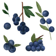 Watercolor set with blueberries on branch. hand drawn watercolor painting blueberry on white background. Blueberries with leaves, watercolor illustration.