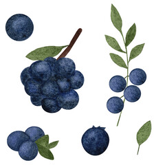 Watercolor set with blueberries on branch. hand drawn watercolor painting blueberry on white background. Blueberries with leaves, watercolor illustration.