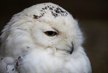 Obraz premium The Snowy Owl (Bubo scandiacus).
