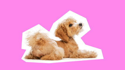 Adorable purebred Maltese puppy, with fluffy golden fur, lying in playful pose against pink background. Concept of animal, pet care, vet, happiness. Banner, ad, poster. Copy space