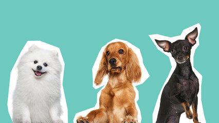 Three cheerful dogs, white Pomeranian, brown Cocker Spaniel, and black Russian Toy Terrier, are...