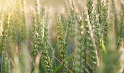 Banner Of Ripe Golden Wheat With Vintage Effect, Clouds And Blue Sky - Harvest Time Concept