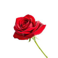 Rose Isolated on White Background - Vibrant Red Flower with Stem and Leaves