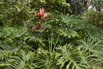The colourful flowers, trees and local lush vegetation of Oahu Island, Hawaii