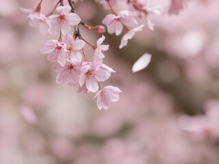 Pink sakura petals falling gracefully in a soft blurred background, cherry blossom