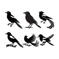 Magpie bird silhouette vector style with white background