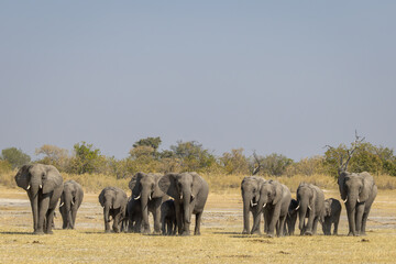 Obraz premium Herd of elephants in Moremi Game Reserve, Botswana