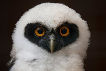Juvenile Spectacled Owl (Pulsatrix perspicillata).