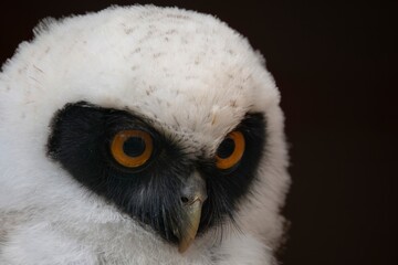 Naklejka premium Juvenile Spectacled Owl (Pulsatrix perspicillata).