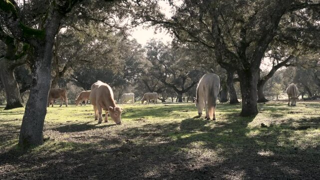 Cows and horses grazing in a pasture of oak trees in the Carde&ntilde;a and Montoro Natural Park