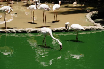 The Greater Flamingo (Phoenicopterus roseus) is the largest and most widespread flamingo species, found in parts of Africa, southern Europe, and South Asia.