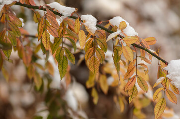a branch with autumn leaves covered with snow