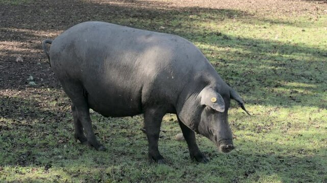 Iberian pig grazing in a lush oak tree pasture in the Natural Park of Carde&ntilde;a and Montoro