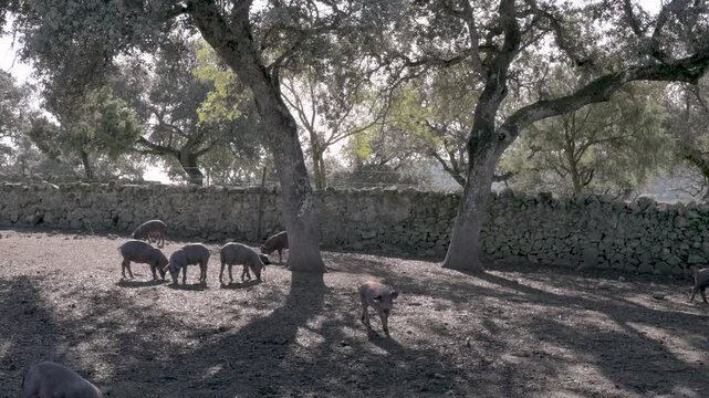 Herd of Iberian piglets grazing under oak trees in the Natural Park of Carde&ntilde;a and Montoro