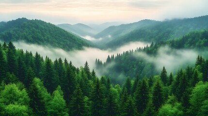 Misty Mountains Verdant Forest Scenic Landscape