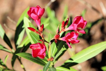 Oleander (Nerium oleander) bush in flower