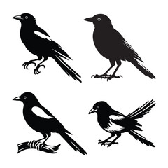 Traditional magpie. Cartoon flying bird, beautiful character of ornithology, vector illustration of crow with white feathers isolated on white background