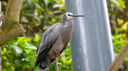 Fototapeta premium grey heron in a park