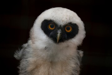 Juvenile Spectacled Owl (Pulsatrix perspicillata).