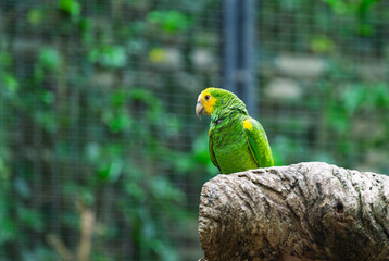 beautiful parrots in a park