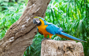 beautiful parrots in a park