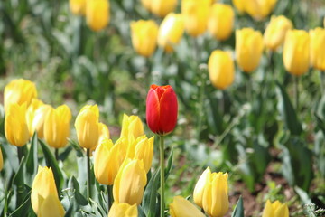 Fototapeta premium yellow and red tulips garden 