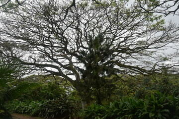 The colourful flowers, trees and local lush vegetation of Oahu Island, Hawaii