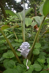 The colourful flowers, trees and local lush vegetation of Oahu Island, Hawaii