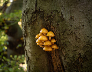 The mushrooms on the tree