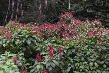 The colourful flowers, trees and local lush vegetation of Oahu Island, Hawaii