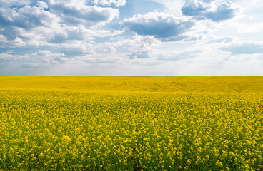 Fototapeta premium blooming rapeseed field