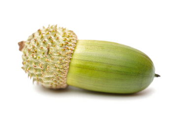 acorn isolated