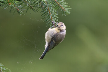 Blue tit chick hanging and eating