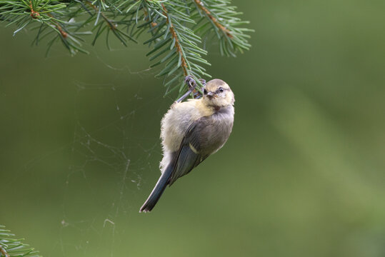 Blue tit chick hanging and eating