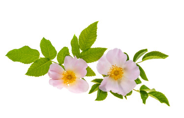 rose hip isolated