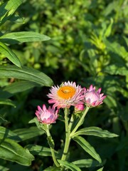 Strawflower