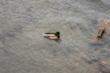 A mallard or waterfowl is swimming in the lake. Animal living in nature photo.