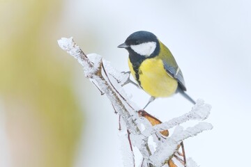 A beautiful great tit sits on a trwig covered in frost. Parus major.