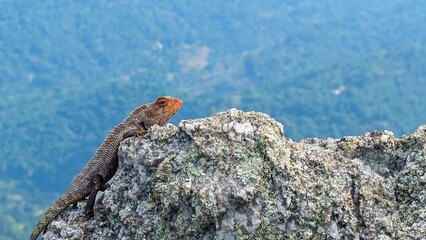 A lizard in disguise on the rock