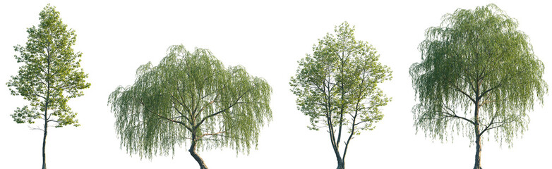 Set of Alnus rubra and Salix babylonica frontal set street trees isolated png on a transparent background perfectly cutout © Viktoria